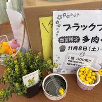 多肉大好き,可愛い多肉ちゃん❤︎,多肉中毒,多肉女子,多肉植物販売店の画像