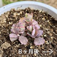 カランコエ,胡蝶の舞,カランコエ 胡蝶の舞,挿し木のカランコエ,鉢植えの画像