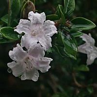 ハクチョウゲの画像