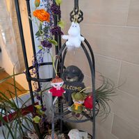 多肉植物,観葉植物,多肉中毒,ベランダ多肉,ムーミンの日の画像