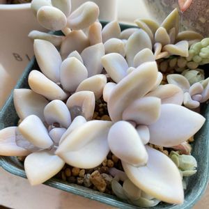 姫朧月(薄氷),姫朧月(薄氷),多肉植物,癒しのひと時,北国の画像