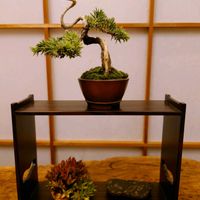 ツメレンゲ,杜松,盆栽,小品盆栽,ミニ盆栽の画像