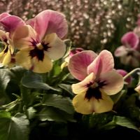 パンジー・ビオラ,ワイヤープランツ,カルーナ,寄せ植え,お花の画像