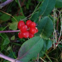 ツキヌキニンドウ,ツキヌキニンドウの実,小石川植物園の画像