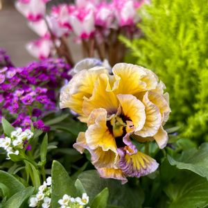 パンジー クレールドゥリュンヌ,花のある暮らし,自宅にて,エントランスの画像