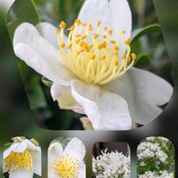 アリッサム,イチゴ,サザンカ,ニチニチソウ,バコパの画像