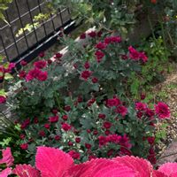 マム,クリサンセマム　マウントオービスク,クリスマス,セリア,スノーマンの画像