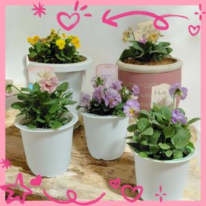 パンジー,ビオラ,パンジー シエルブリエ,パンジー きもの,ビオラ黄金伝説の画像