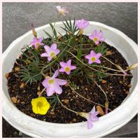 オキザリス,ラッキークローバー,オキザリス・トライアングルラリス,復興祈願,今日のお花の画像