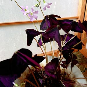 オキザリス,リビング,頂き物,ピンク色,今日のお花の画像