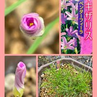 オキザリス,植え替え,花のある暮らし,お花大好き♡,今日のお花の画像
