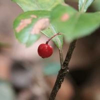 ヤブコウジ,ヤブコウジ,ツリガネニンジン,ツリガネニンジン,十両の画像