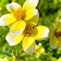 ウインターコスモス,ビデンス,キクザキセンダングサ,花のある暮らし,緑のある暮らしの画像