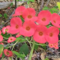 サボテン,ハナキリン,姫路手柄山温室植物園の画像