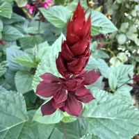 スーパーサルビア•ロックンロール,ガーデニング,フロントガーデン,秋の庭,宿根草♪の画像