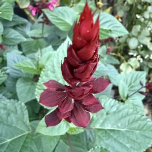 スーパーサルビア•ロックンロール,ガーデニング,フロントガーデン,秋の庭,宿根草♪の画像