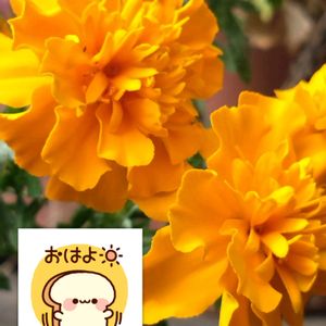 マリーゴールド,ビタミンカラー,プランター栽培,オレンジ色の花,マリーゴールドの栽培の画像