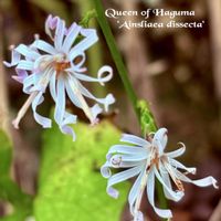 シモツケソウ,ツリガネニンジン,エンシュウハグマ,山野草,꒰ღ˘◡˘ற꒱かわゅ~の画像