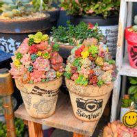 チマチマ,ちまちま,クリスマスツリー,今日の多肉ちゃん,可愛い♥️の画像