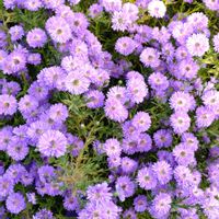 ユウゼンギク,宿根アスターの画像