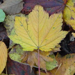 コハウチワカエデ,樹木の画像