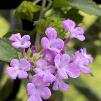 ナス,ナス,コバノランタナ,ベランダの画像