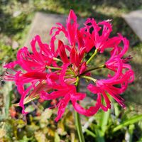 ネリネ,リコリス,ダイヤモンドリリー,木立ベコニア,楽しみ〜の画像