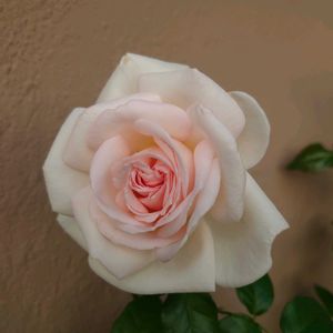 バラ,バラ,秋の花,接ぎ木,庭の画像