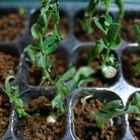 スナップエンドウ,グリーンカーテン,種から,種蒔き中毒,食べる系の画像