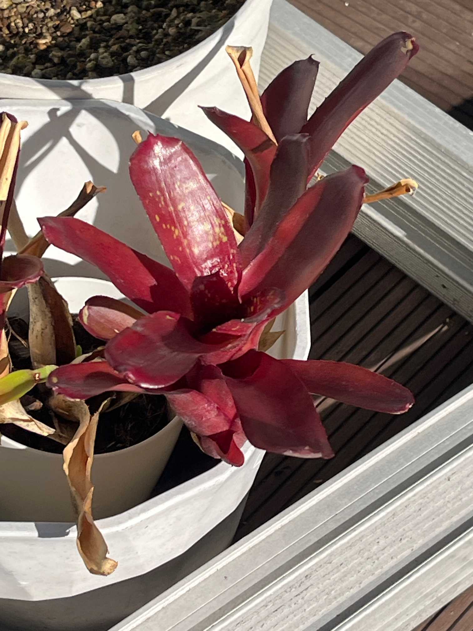 ネオレゲリアの育て方｜日当たり加減は？水やりや株分けの方法は