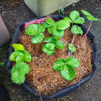 イチゴ,らくなりいちご,植え付け,らくなりイチゴ,サントリー本気野菜の画像