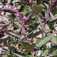 セイヨウニンジンボク,ロシアンセージ,ガーデンシクラメン,わたの花,バーベナパンプトンの画像