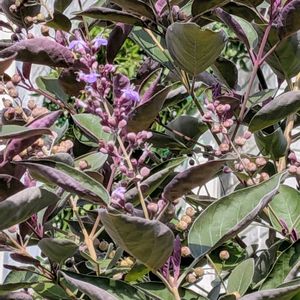 セイヨウニンジンボク,ロシアンセージ,ガーデンシクラメン,わたの花,バーベナパンプトンの画像