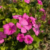 オキザリス,ヤマラッキョウ,イトラッキョウ,ラッキョウ,鳥取砂丘らっきょうの画像