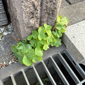 オキザリス,枯れ葉,モミジバフウ,モミジバフウ,アメリカフウの画像