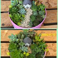 寄せ植え,多肉植物,多肉中毒,ベランダ多肉,箱庭風寄せ植えの画像
