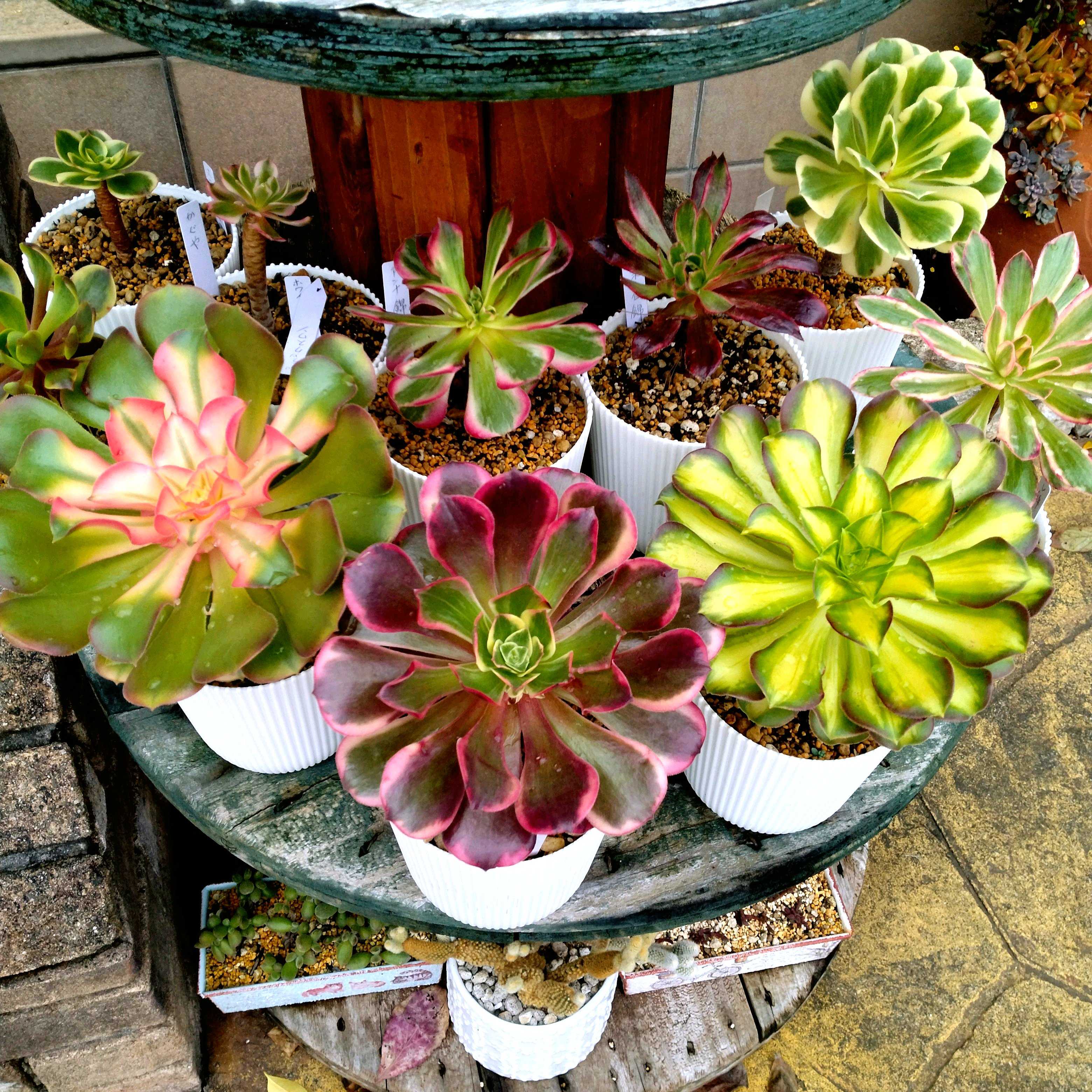 アエオニウム 香妃錦の一覧｜🍀GreenSnap（グリーンスナップ）