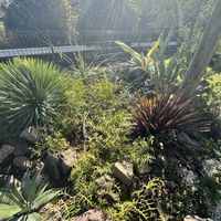 クルクマ,グレビレアガウディチャウディ,ユーカリフォーマニー,ドライガーデン,ネイティブプランツの画像