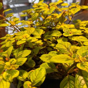 クチナシの画像