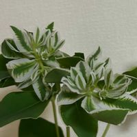 ハツユキソウの画像