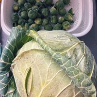 キャベツ,芽キャベツ,北海道,札幌,最後の収穫の画像