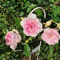 手作りの庭,バラ大好き,キラキラ✨,バラを楽しむ,咲いてくれてありがとう❤の画像