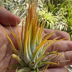 チランジア,イオナンタ,エアプランツの画像