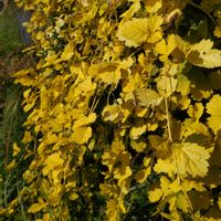 紅葉,お花,カラーリーフ,グラス,オーナメンタルグラスの画像