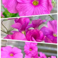 オキザリス,キク,ナス,カタバミ,シシトウの画像