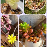 ルビーネックレス,乙女心,虹の玉,夕映えの画像