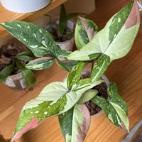 シンゴニウム,シンゴニウム,トリカラー,観葉植物,ハイドロカルチャーの画像