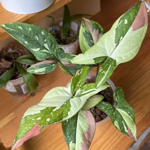 シンゴニウム,シンゴニウム,トリカラー,観葉植物,ハイドロカルチャーの画像