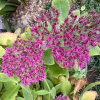 オオベンケイソウの画像