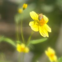 ウインターコスモス,小さな幸せ♡,ありがとう♡,ウインターコスモス・midori,小さな庭の画像